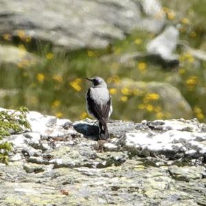 Northern Wheatear