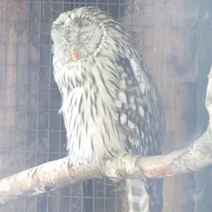 Ural Owl