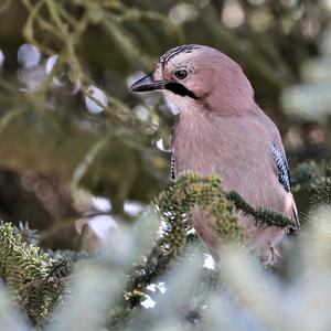 Eurasian Jay