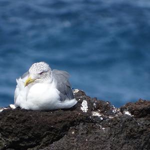 Herring Gull