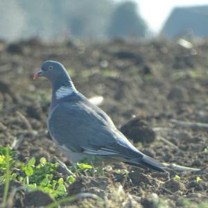 Common Wood-pigeon