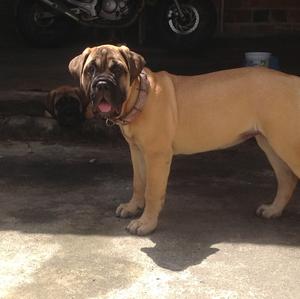 Bullmastiff