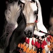 Arabian Horse