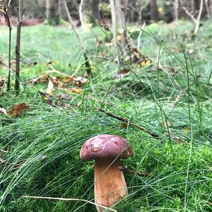 Bay Bolete