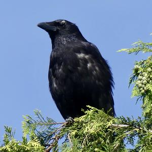 Carrion Crow