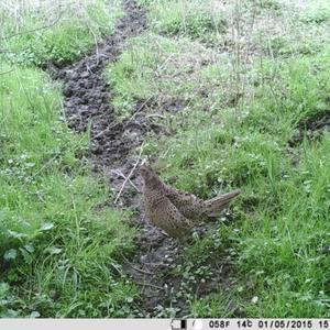 Common Pheasant