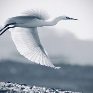 Little Egret