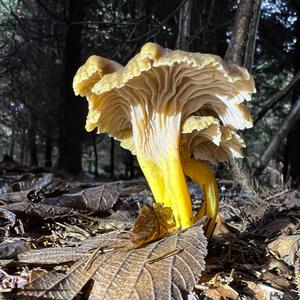 Trumpet Chanterelle