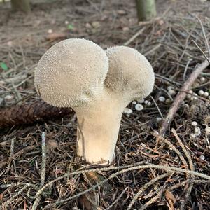 Pestle-shaped Puffball