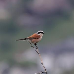 Red-backed Shrike