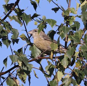 Red Crossbill