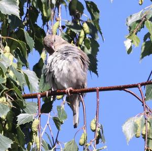 House Sparrow