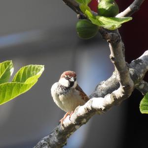 House Sparrow