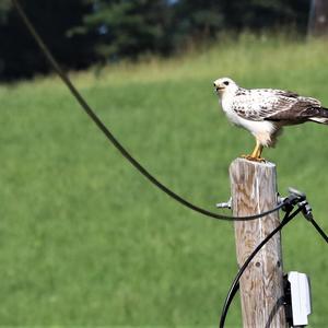 Common Buzzard