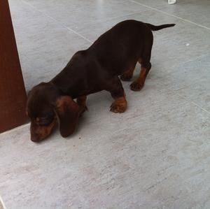 Unknown Breed