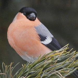 Eurasian Bullfinch