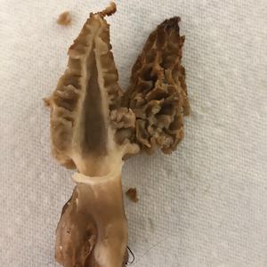 Yellow Morel