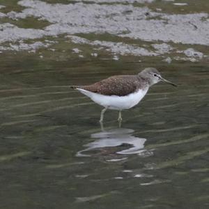 Waldwasserläufer