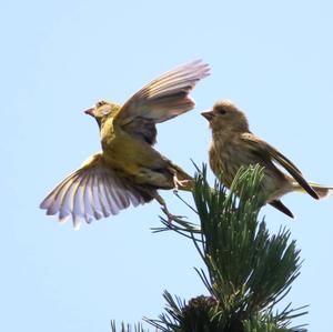 European Greenfinch