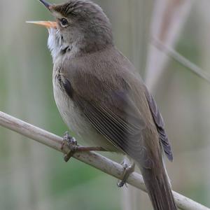 Eurasian Reed-warbler