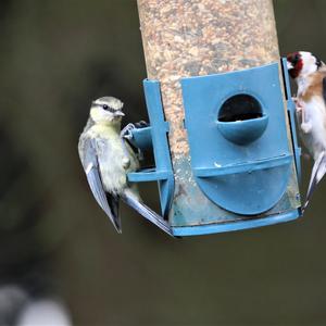 Blue Tit