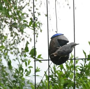 Wood Nuthatch