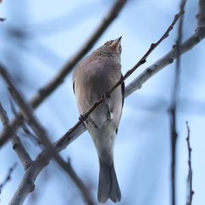 Eurasian Chaffinch