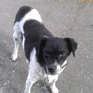 Unknown Breed