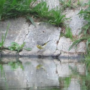 Grey Wagtail