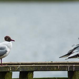 Black-headed Gull