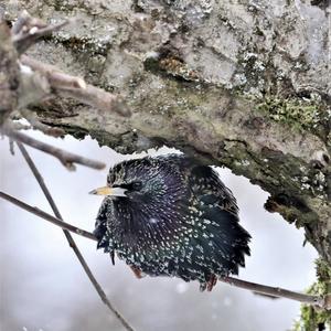 Common Starling