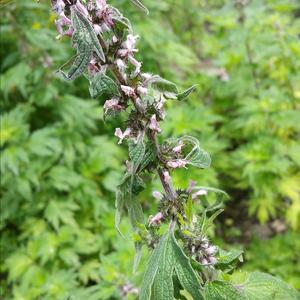 Motherwort