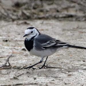 White Wagtail