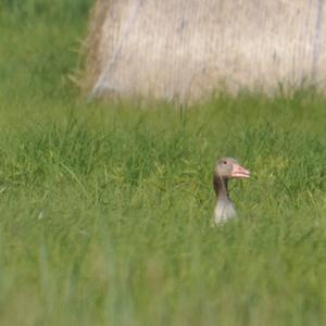 Greylag Goose