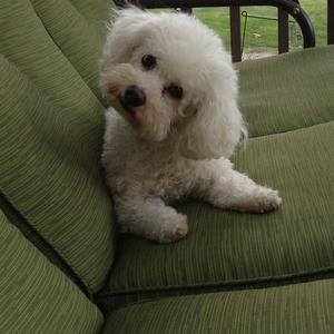 Bichon Frise