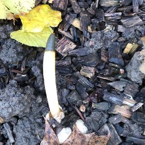 Dog Stinkhorn