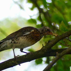 Fieldfare