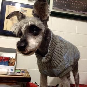 Schnauzer