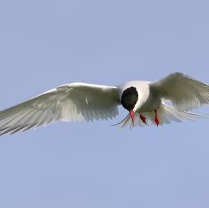 Arctic Tern