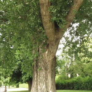 Lombardy Poplar 'Italica'