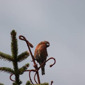 Red Crossbill