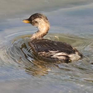 Little Grebe