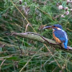 Common Kingfisher