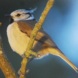 Crested Tit