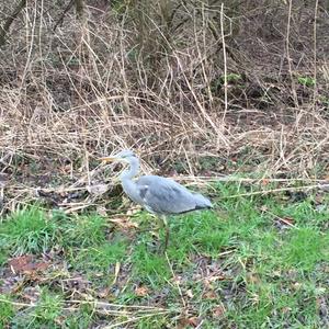 Grey Heron