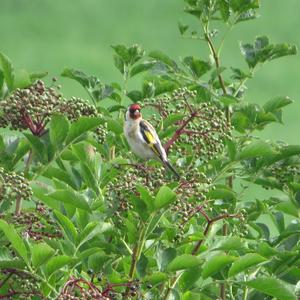 European Goldfinch