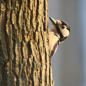 Great Spotted Woodpecker