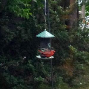 Northern Cardinal