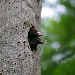 Black woodpecker