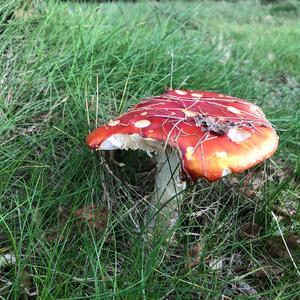 Emetic Russula